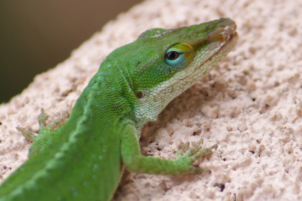 Gecko_1024x683
